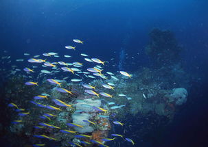 海洋生物海底世界海底背景海洋鱼图片下载素材 其他 