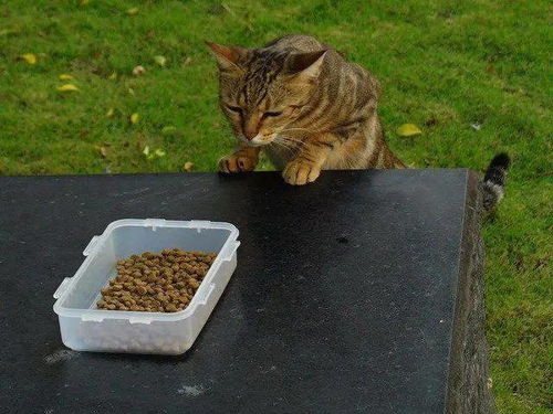 拿东西给猫吃,猫先是闻了闻,然后直接嫌弃到不吃了