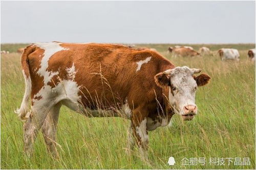 生肖牛 近期3天会遇到这个大贵人,能让你后半生富得流油