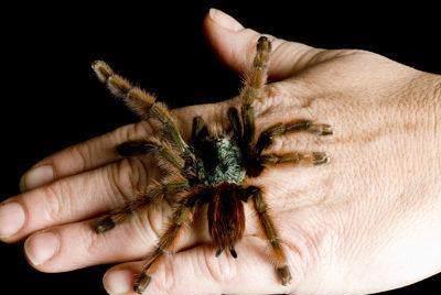 地球上10大最骇人的巨型蜘蛛,第一像螃蟹,第七能毒死人