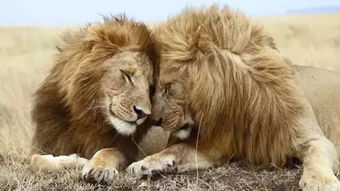 狮子男眼中的完美爱人是啥样的表现(狮子男心中的爱情)