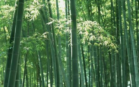 天竹家居生活馆 科普系列 一文看懂竹浆纤维