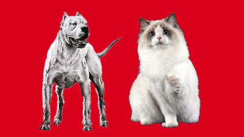 养狗与养猫人的不同性格 