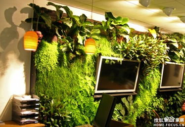 办公室增加财运的植物(办公室什么植物招财聚气)