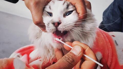 猫打完疫苗多久可以洗澡,布偶猫打完疫苗多久可以洗澡