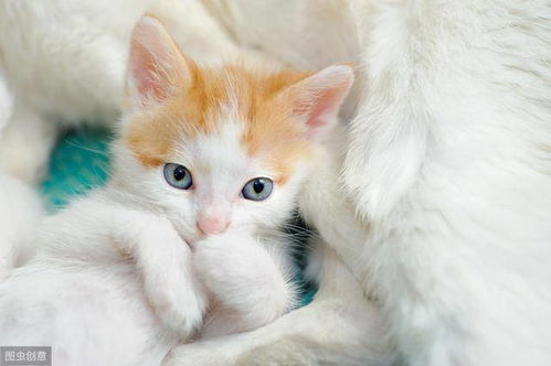 猫咪眼睛有白色粘稠物