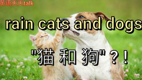 英语rain cats and dogs可不是下的 猫和狗 ,老外会笑喷