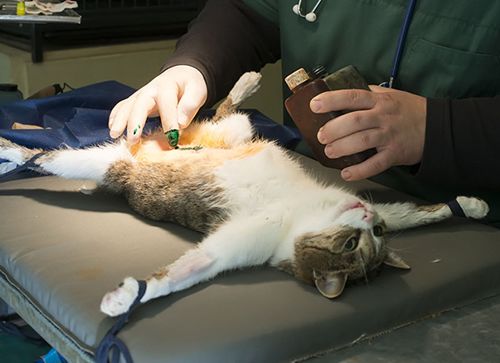 猫绝育手术能闹猫的时候做吗,猫正闹猫做绝育手术风险 