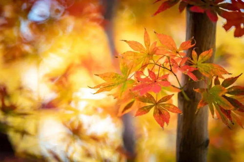 October 十月,晚秋静美时光 叶子上 