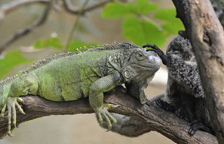 德动物园蜥蜴与猴子建立友谊关系亲密 