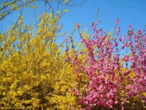 春日盛景！花烟图片大全、花烟草图片集锦 - 2 - 680860香烟网