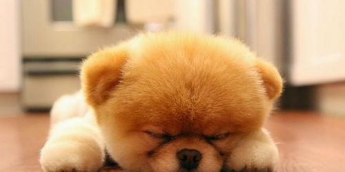 狗狗一天睡10多小时,是不是生病了 为什么狗一天睡这么多