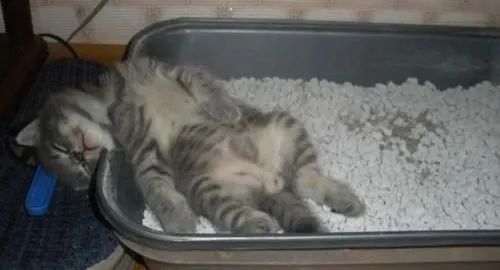 为什么有的猫咪会爱吃猫砂