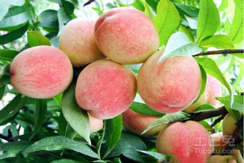 阳山水蜜桃品种有哪些