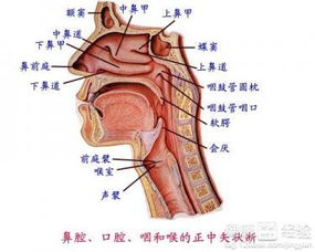 咽炎这么多年,依然好不了,快看看大家是怎么根治