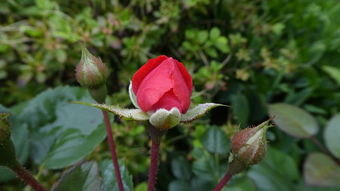 蟠根错节，丛生辉煌——论蟠根错节之植物生长之道及文化意蕴，蟠什么丛什么成语