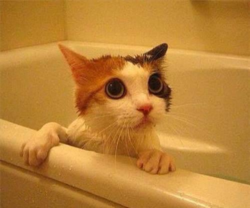 准备给脾气大的猫洗澡,有什么好的建议