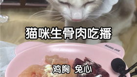 小猫咪吃生鸡胸肉