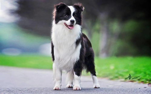 中国人最爱养的狗狗Top 10,第一名果然是它