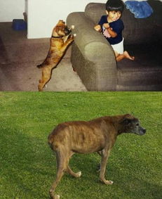 狗狗的第一张照片和最后一张照片