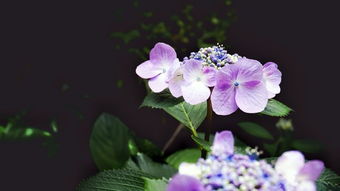 梅雨季花 搜狗图片搜索