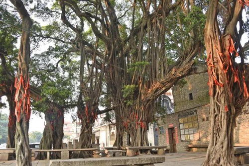 佛山这座500多年古村,央视专门用半小时介绍,令人记住乡愁