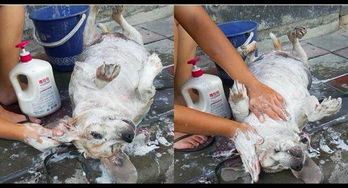 主人路边给狗狗洗澡,路人还误以为是在洗猪肉,实在是太胖了