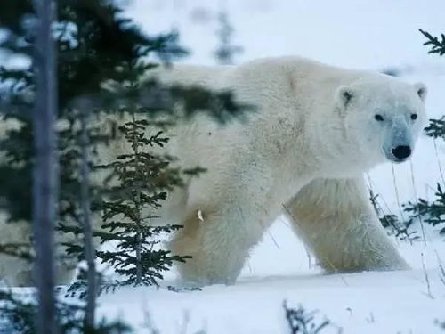 绣球北极熊耐寒温度是多少？