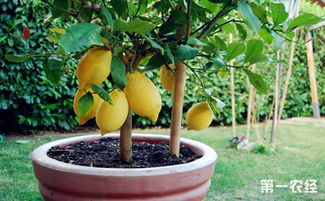 柠檬树盆栽在家里禁忌,柠檬发酵后可以浇花吗？
