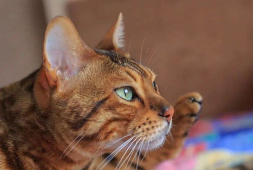 盘点世界5种巨型猫咪 缅因猫很受欢迎,心宽体胖的橘猫表示不服