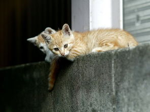 猫咪拉屎跟拉水一样怎么办,猫咪拉水没精神怎么办 