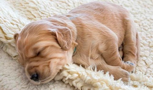 如何让你家狗狗睡得更安稳 这六个方法,可以改善狗狗的睡眠质量 