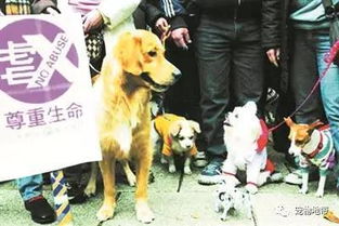 台湾立法禁止禁吃猫狗 开车溜狗也将会受到处罚 