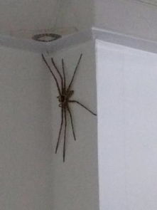 卧室出现这种蜘蛛怎么办 什么蜘蛛啊 