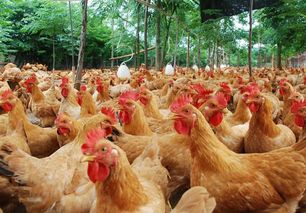 鸡吃什么药能长得很快怎么喂养小鸡才能长得更快