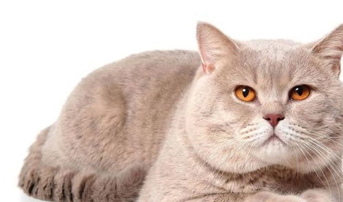 世界上最稀有的6种猫咪颜色 金渐层 银渐层排不上号