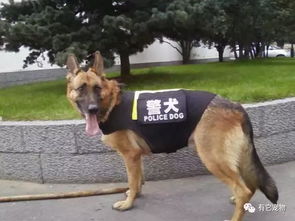 为什么这五种狗狗不适合做警犬,哈士奇果然强大