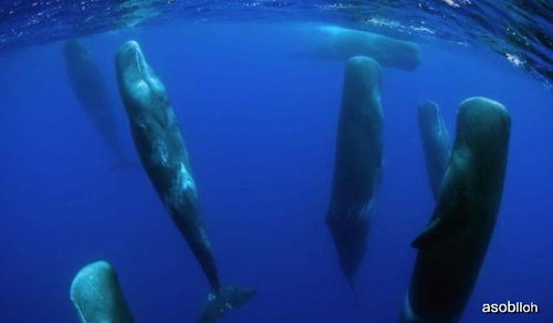 当鲸鱼垂直 站在 水里时,千万别去打扰,它们正在举行某种仪式