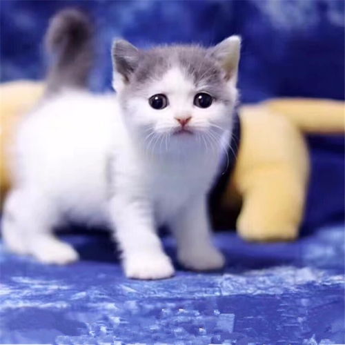 图 天津塘沽蓝白猫幼崽较低多少钱 天津宠物猫 