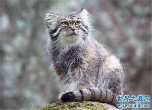 世界上最凶的猫排行榜,难道帕拉斯猫是传说中的史前大猫 