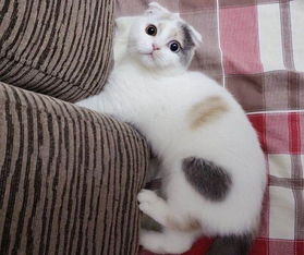 串串猫很瘦没有重量怎么办,串串猫怎么变胖