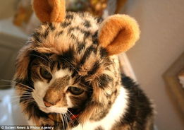 创意 狮头帽 让萌猫一秒霸气外露 