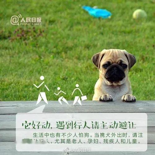 文明养犬,别让 爱 变成 害