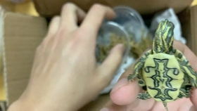 枯叶龟的饲养经验分享