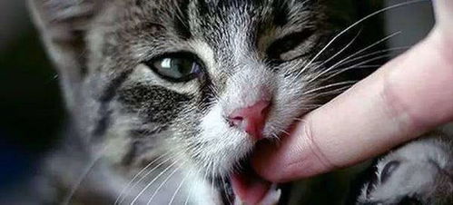猫咪为什么喜欢咬人 很多铲屎官都忽略了背后的原因