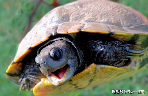 贵州关岭发现龟化石,它没有背甲还长牙,身上有不少的 谜 团