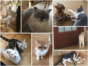 深圳猫奴聚集地 8家藏在楼上的猫咪咖啡厅 