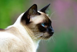 暹罗猫口腔炎有什么症状 怎么治疗暹罗猫口腔炎
