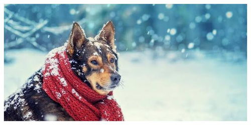 狗狗的冬日攻略,五个小细节,帮你在冬季更好地照顾自家狗狗