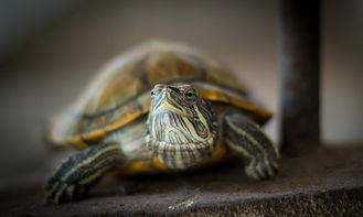 小乌龟能活多久,5元的小乌龟能活多久